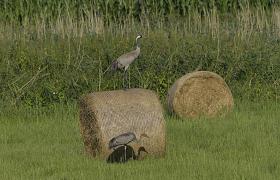 Grus grus