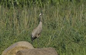 Grus grus