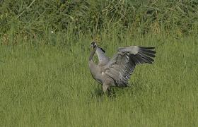 Grus grus
