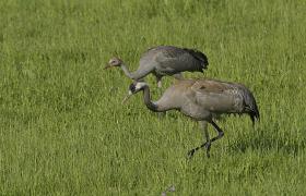 Grus grus