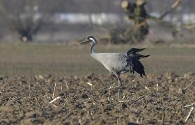 Grus grus