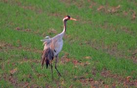 Grus grus
