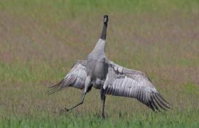 Grus grus