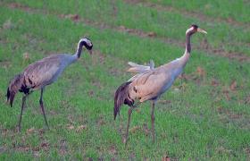 Grus grus