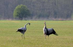 Grus grus