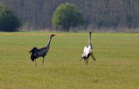 Grus grus