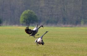 Grus grus