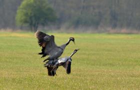 Grus grus