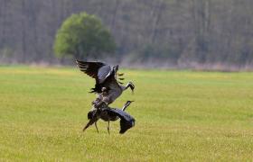 Grus grus