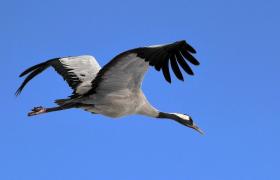 Grus grus