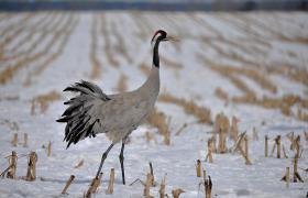 Grus grus