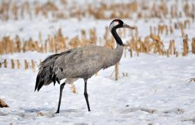Grus grus