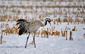 Grus grus