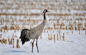 Grus grus