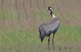 Grus grus