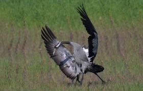 Grus grus