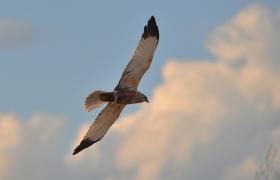 Circus aeruginosus