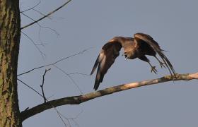 Circus aeruginosus