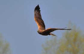 Circus aeruginosus