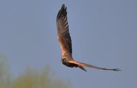 Circus aeruginosus