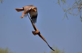 Circus aeruginosus