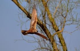 Circus aeruginosus