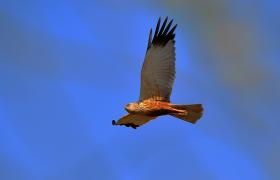 Circus aeruginosus