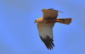 Circus aeruginosus