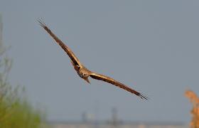 Circus aeruginosus