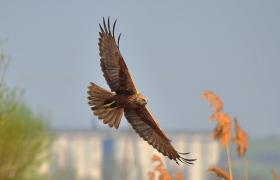 Circus aeruginosus
