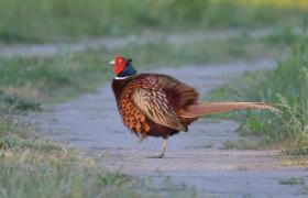 Phasianus colchicus
