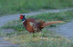 Phasianus colchicus