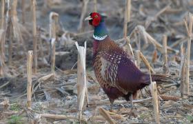 Phasianus colchicus