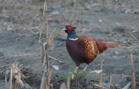 Phasianus colchicus
