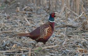 Phasianus colchicus