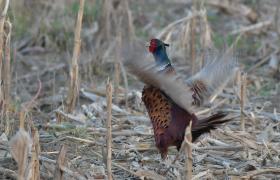 Phasianus colchicus