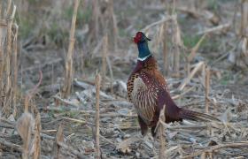 Phasianus colchicus