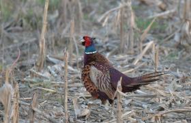 Phasianus colchicus
