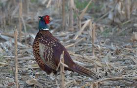 Phasianus colchicus