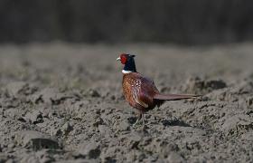 Phasianus colchicus