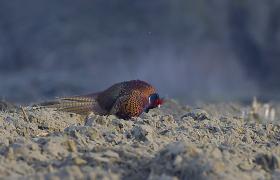 Phasianus colchicus