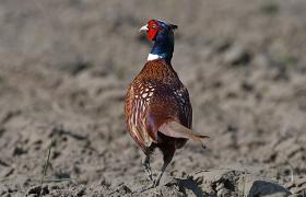 Phasianus colchicus