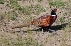 Phasianus colchicus