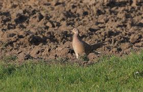 Phasianus colchicus