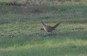 Phasianus colchicus