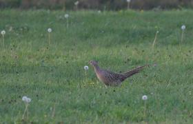 Phasianus colchicus