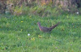Phasianus colchicus