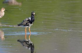 Calidris pugnax