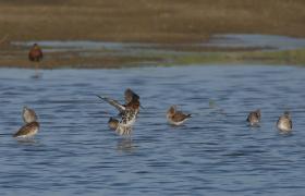 Calidris pugnax