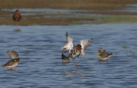 Calidris pugnax